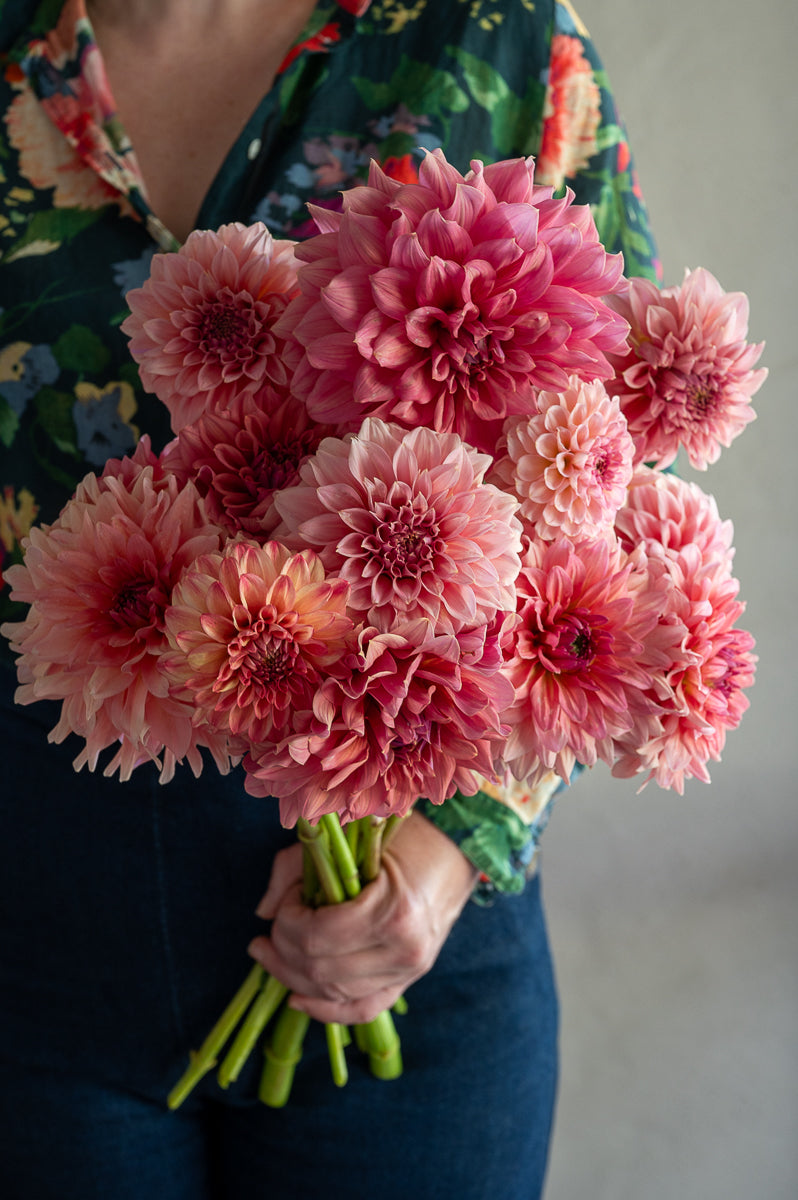 Dahlias