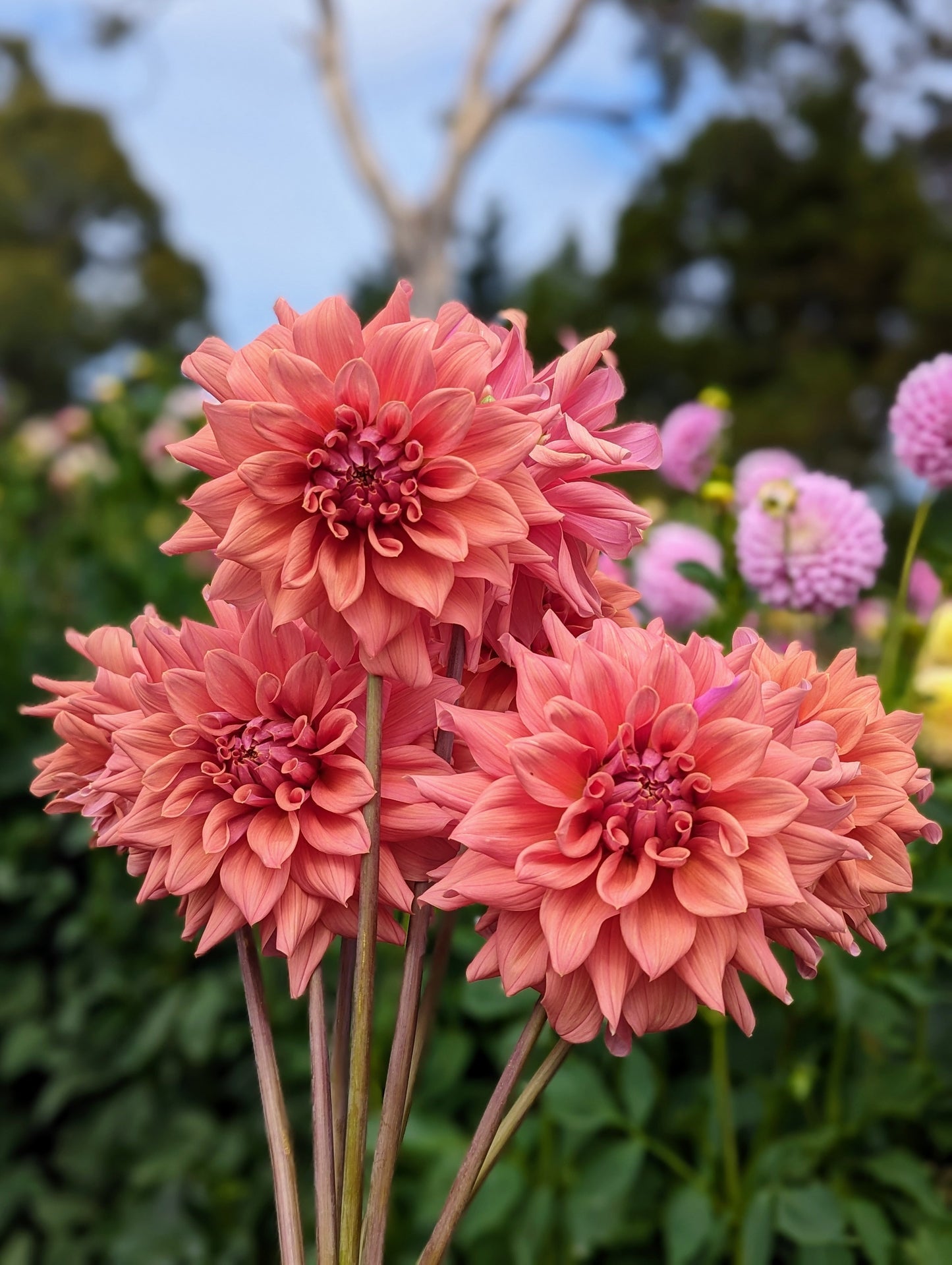 Lileah Caramel Rose