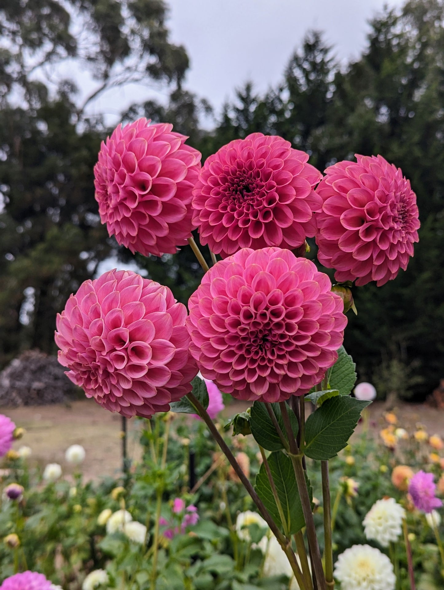 Florelie Omen