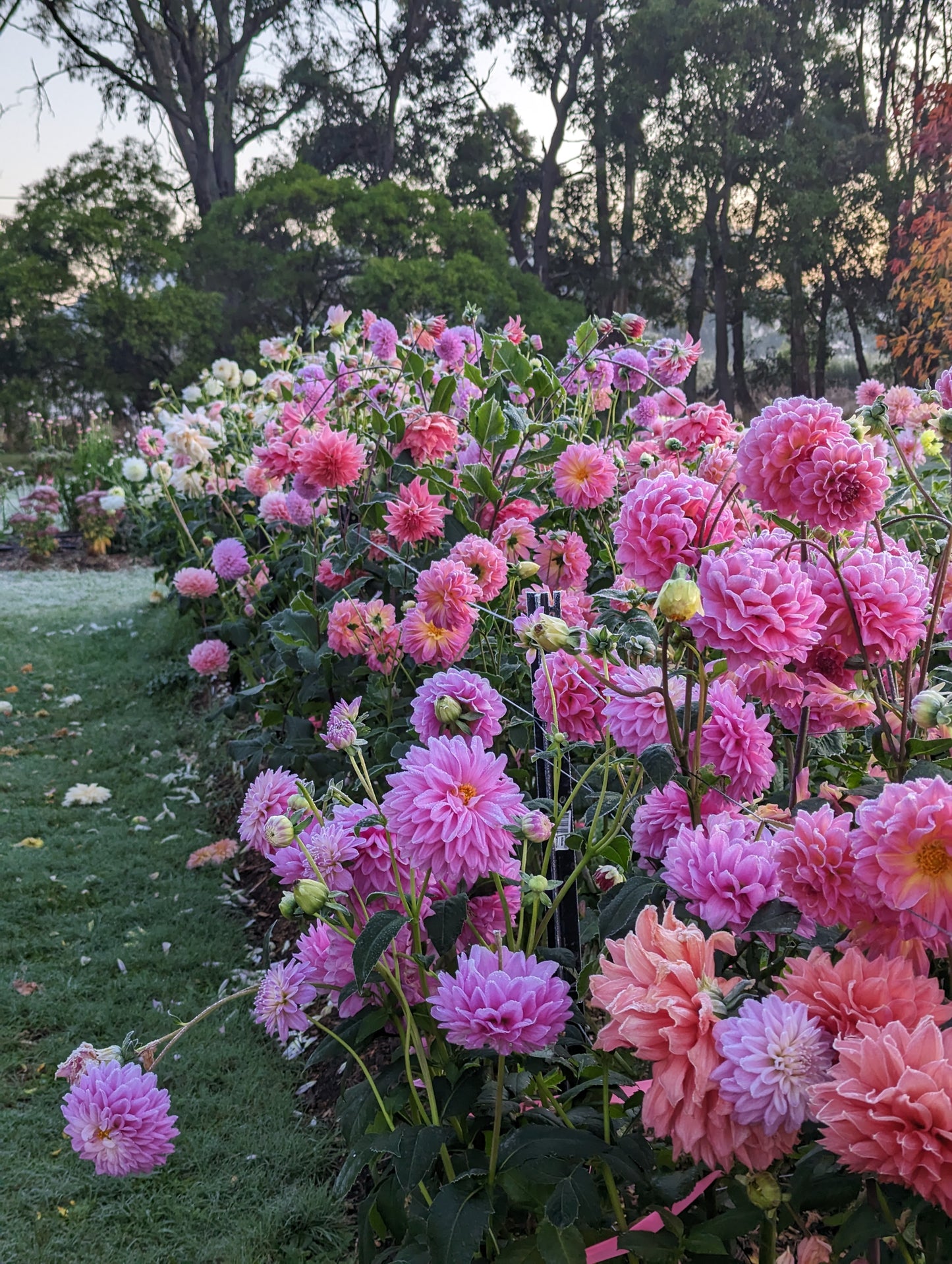 BYOB Dahlias