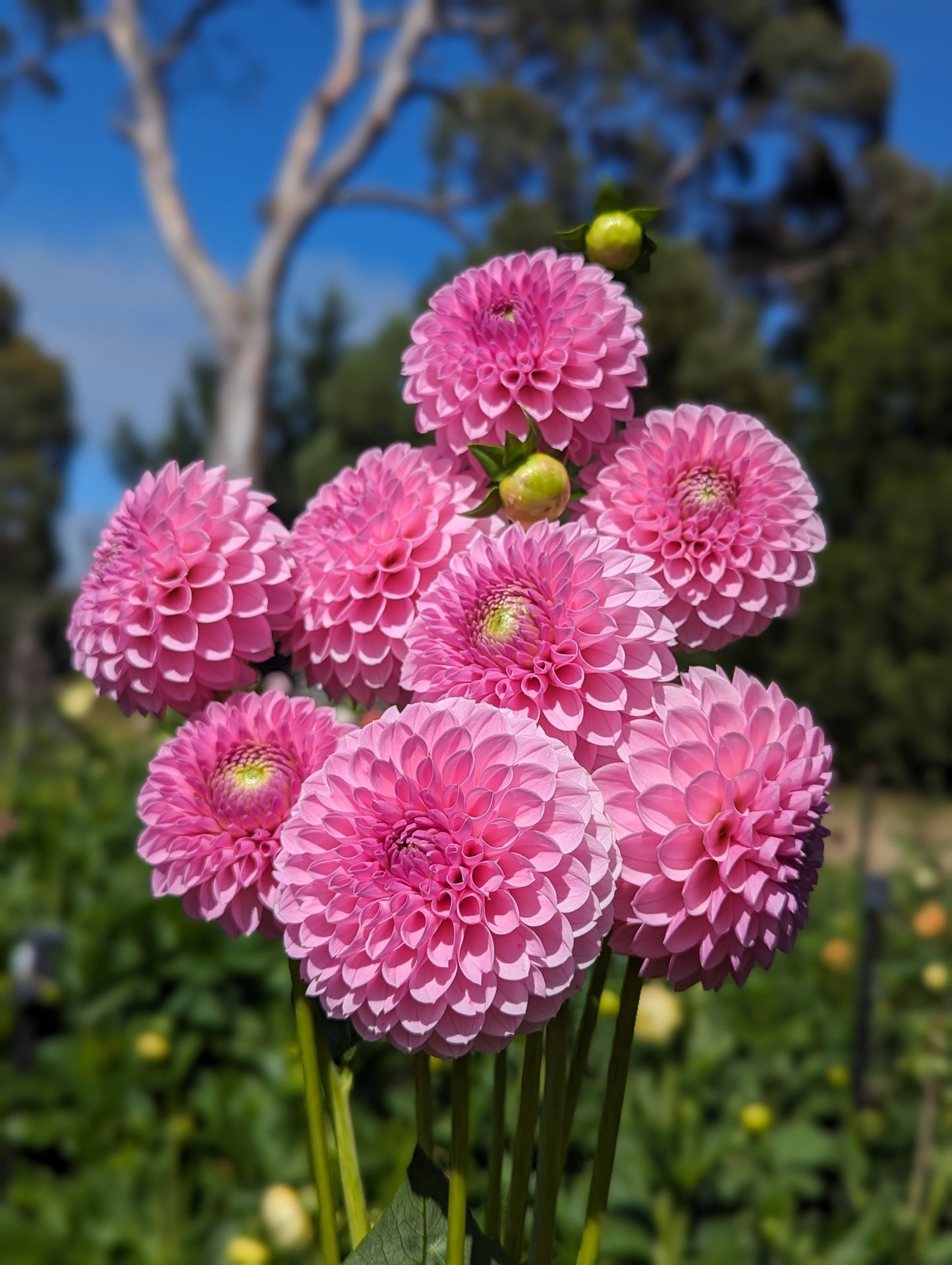 Trevallyn Pink Lady