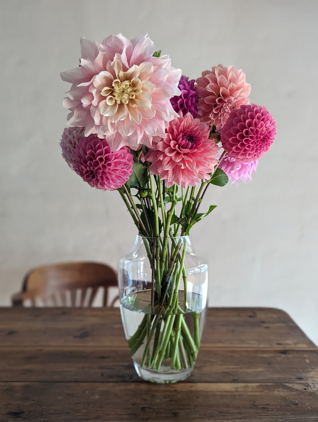 Dahlia Tuber Sales Woodend Flower Farm