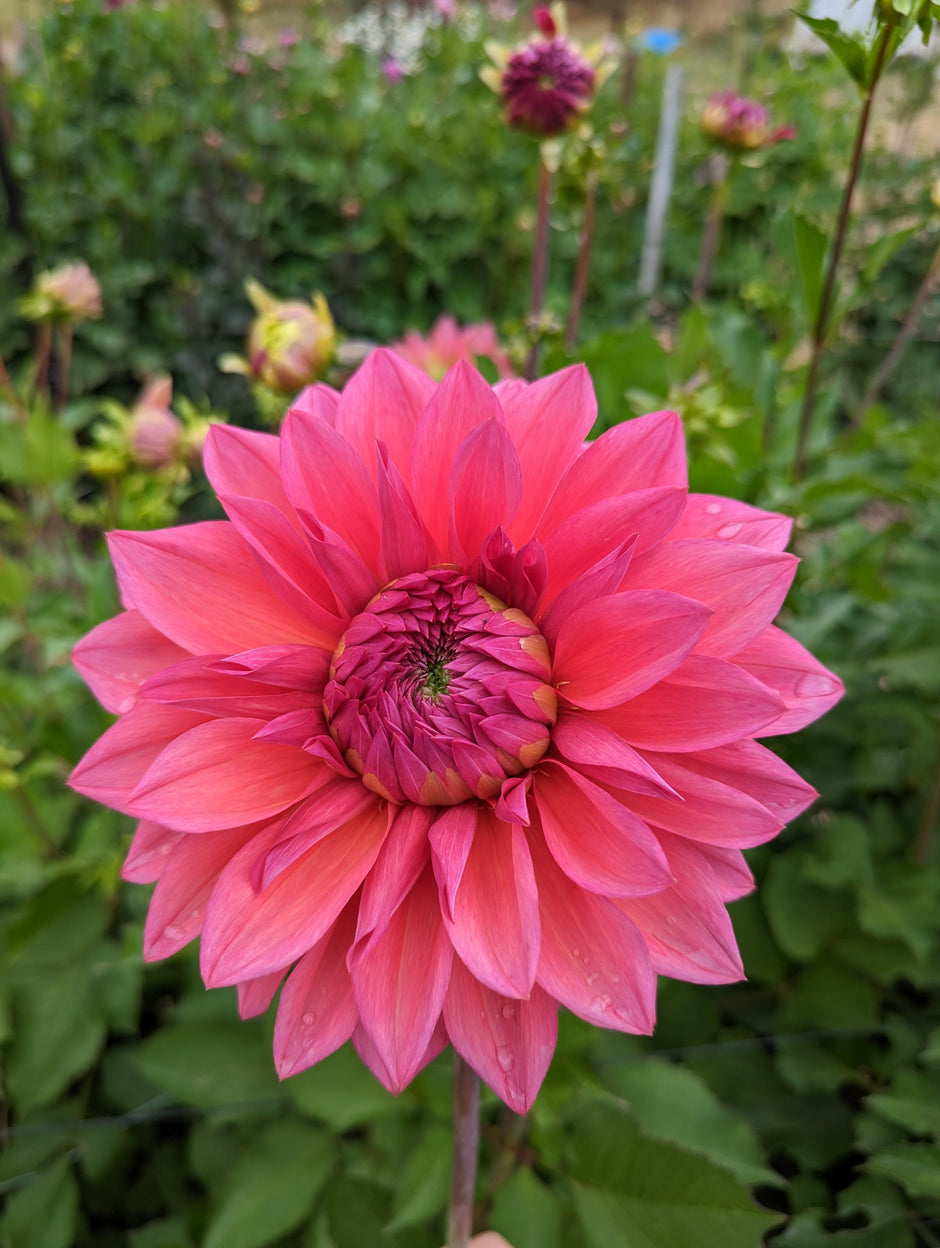 Dahlias – Woodend Flower Farm