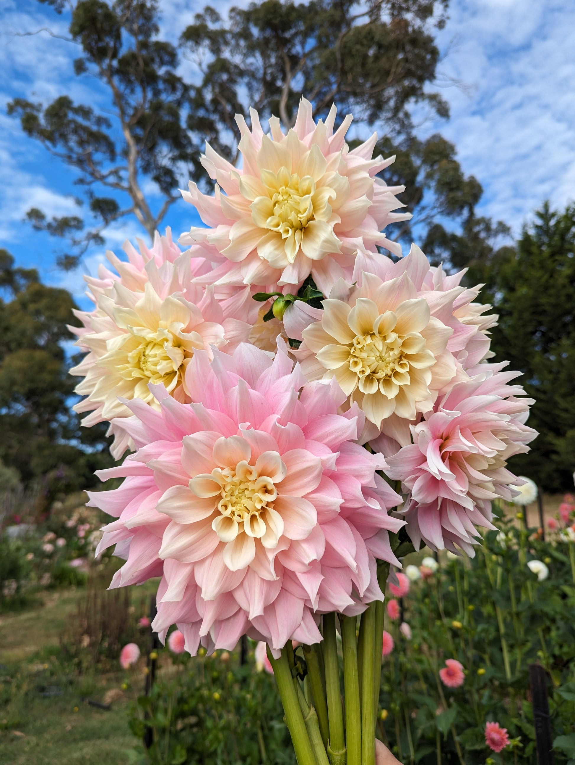 Delightful Dahlias Woodend Flower Farm
