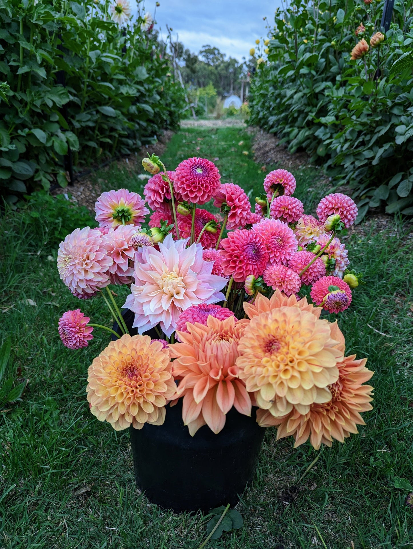 Dahlia DIY Flowers