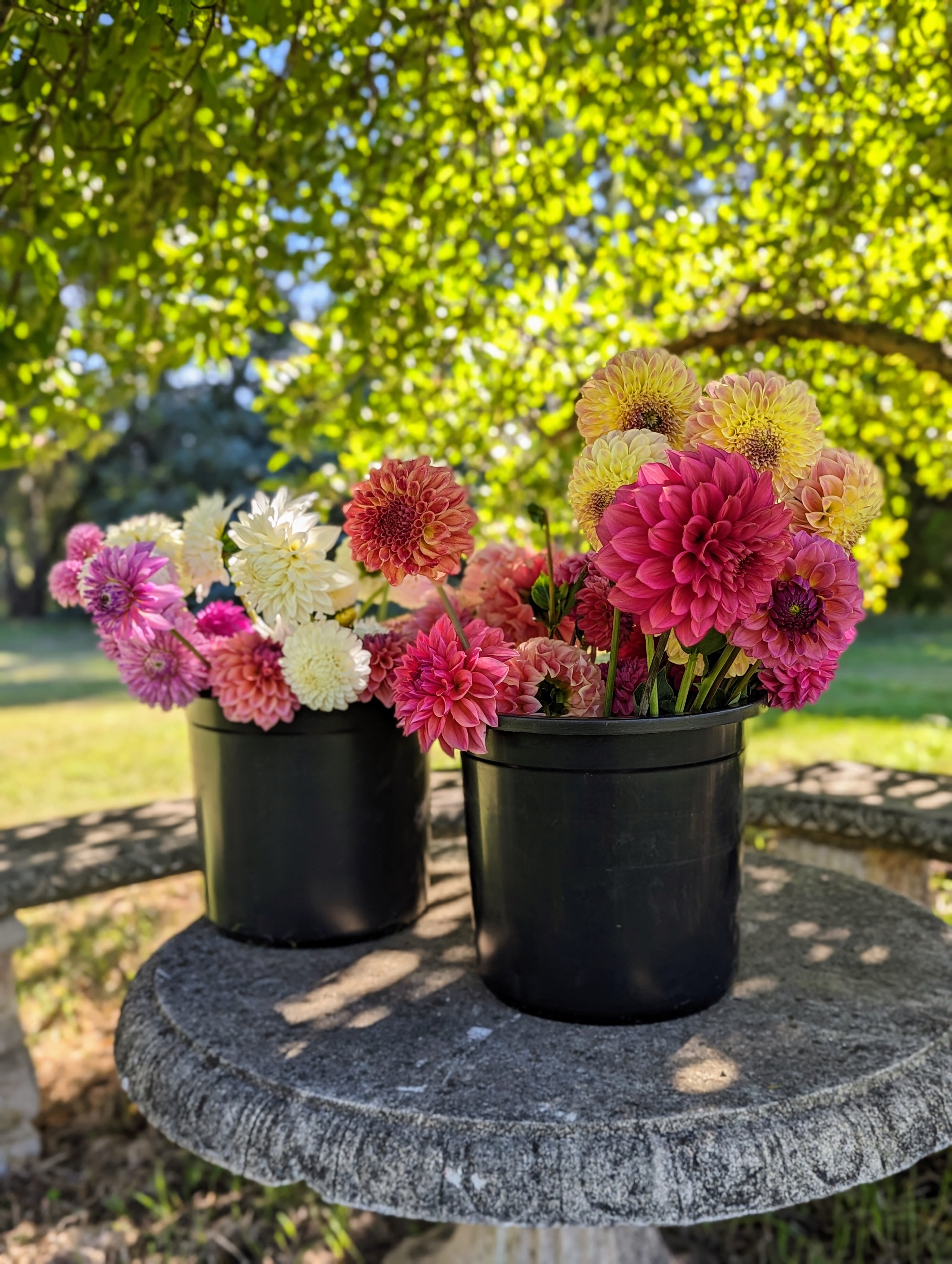 Delightful Dahlias Woodend Flower Farm