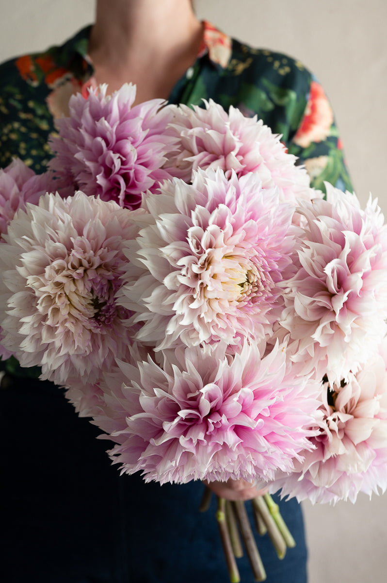 QV Petal Power