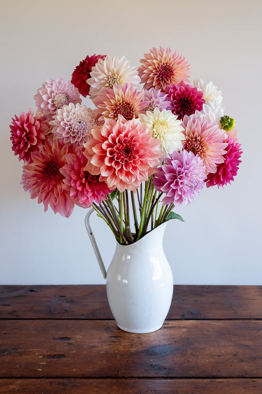 Queen Vic Collection 2026