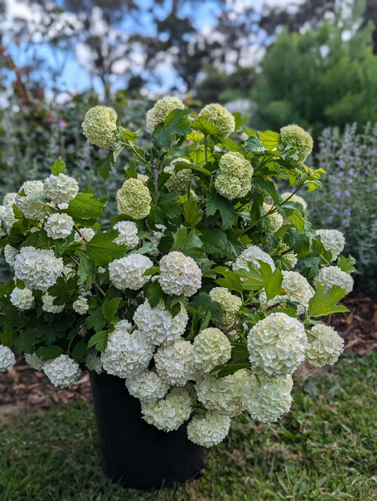 Snowball Virburnum