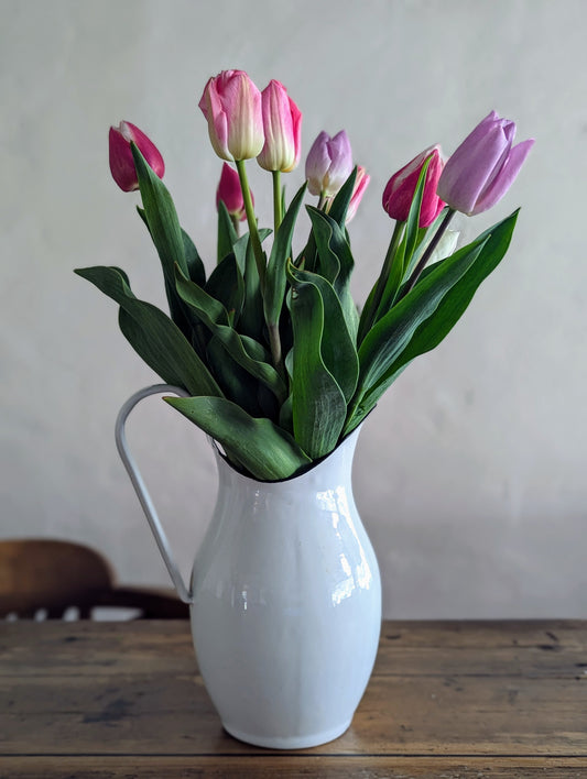 Tulips