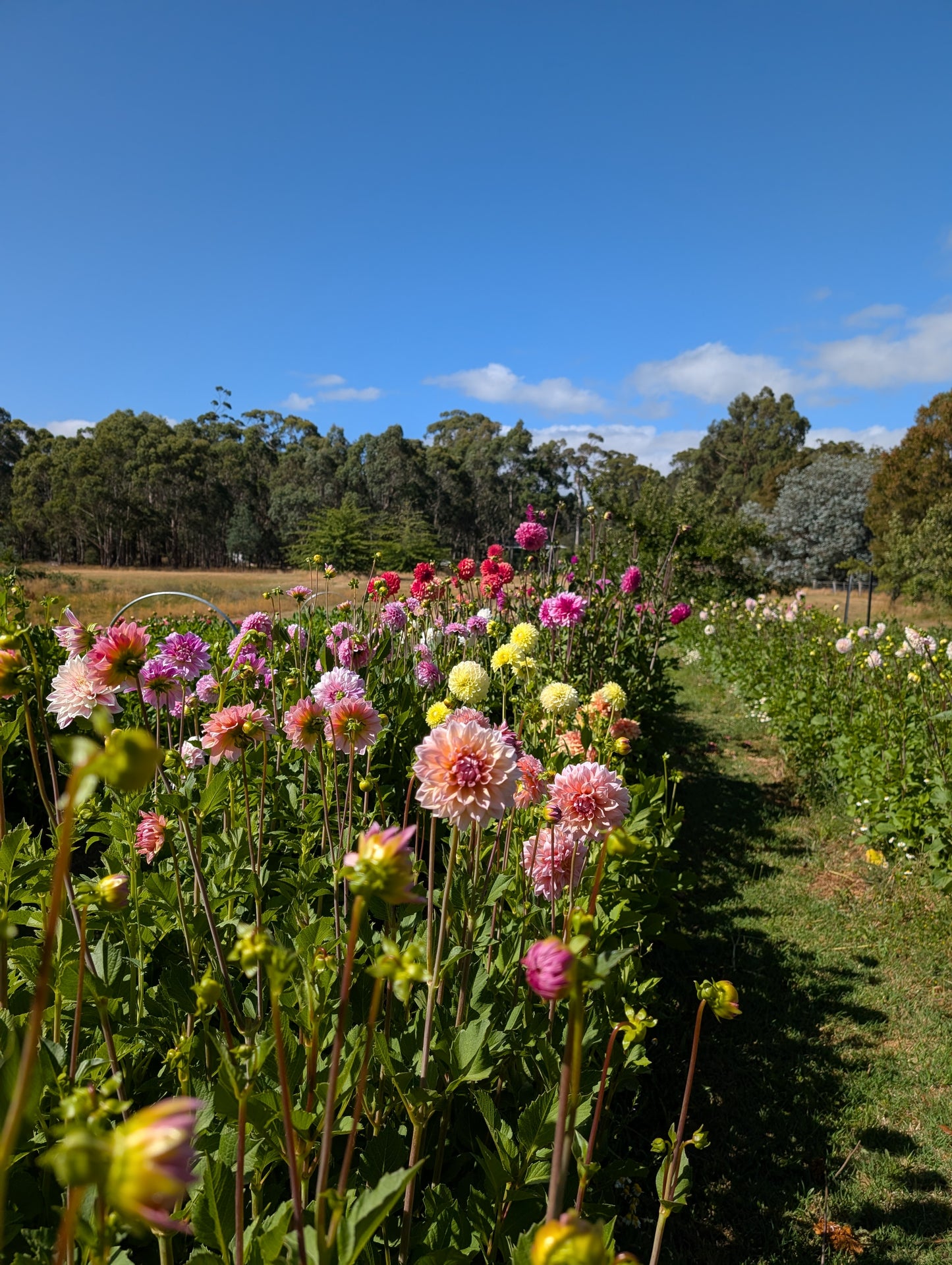 QV Breeding Row Dahlia Seed Mix