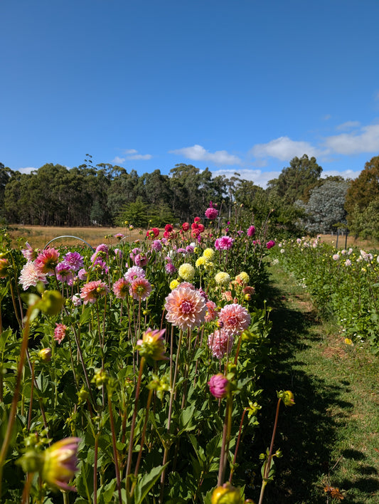 QV Breeding Row Dahlia Seed Mix