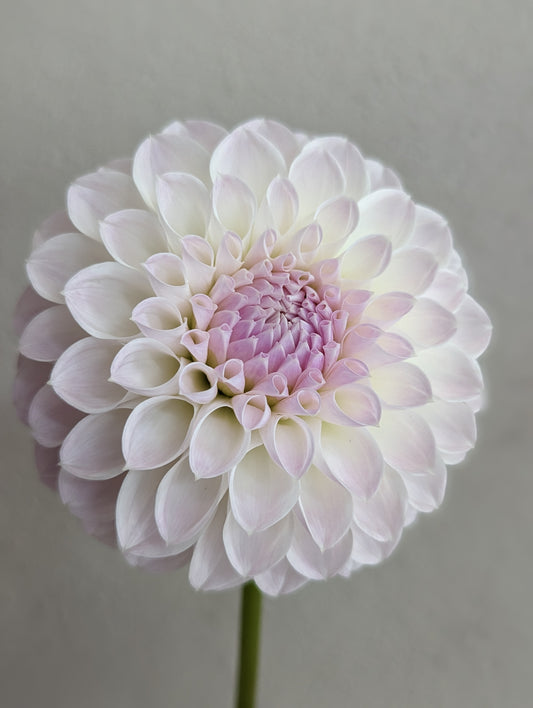 Brian's Dream Dahlia Seeds