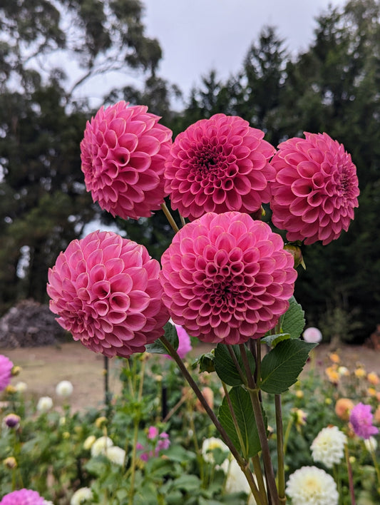 Florelie Omen