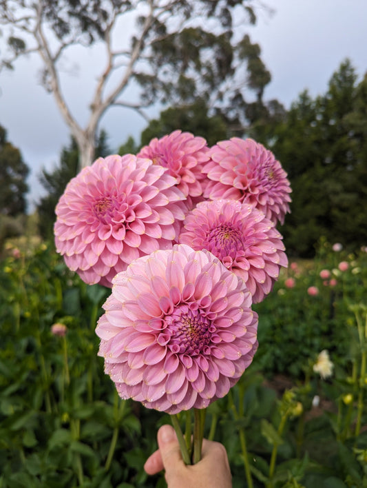 Florelie Oracle