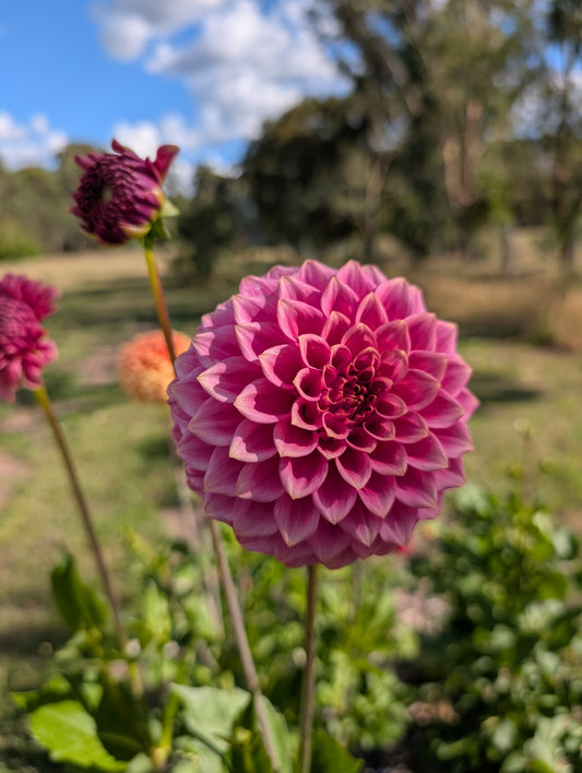 Florelie Pink Flamingo Dahlia Seeds
