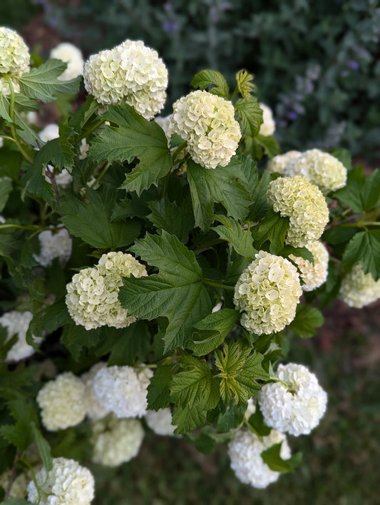 Snowball Virburnum