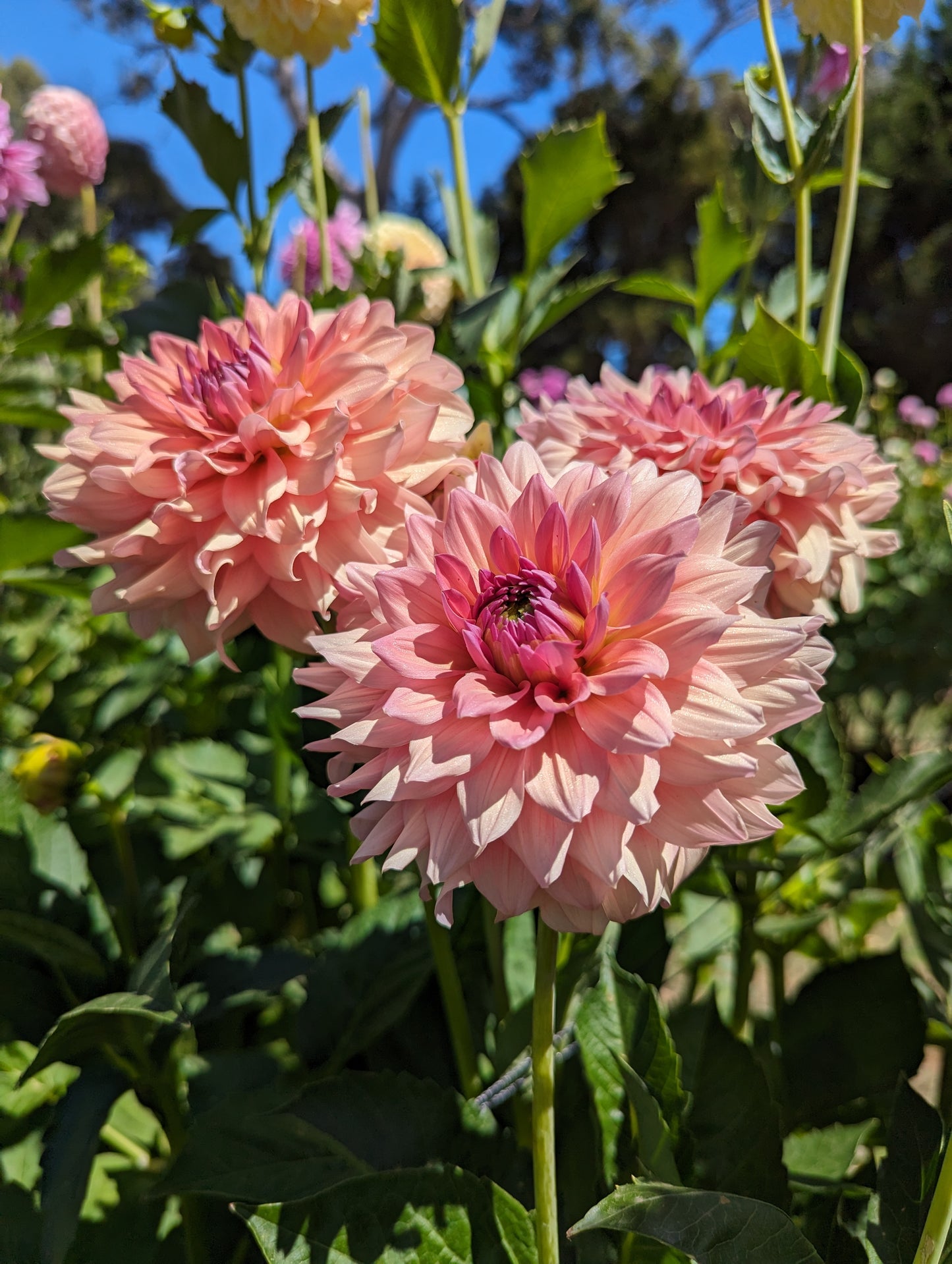WV Victorian Blush