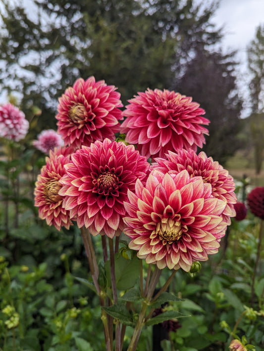 Coral Isle Dahlia Seeds