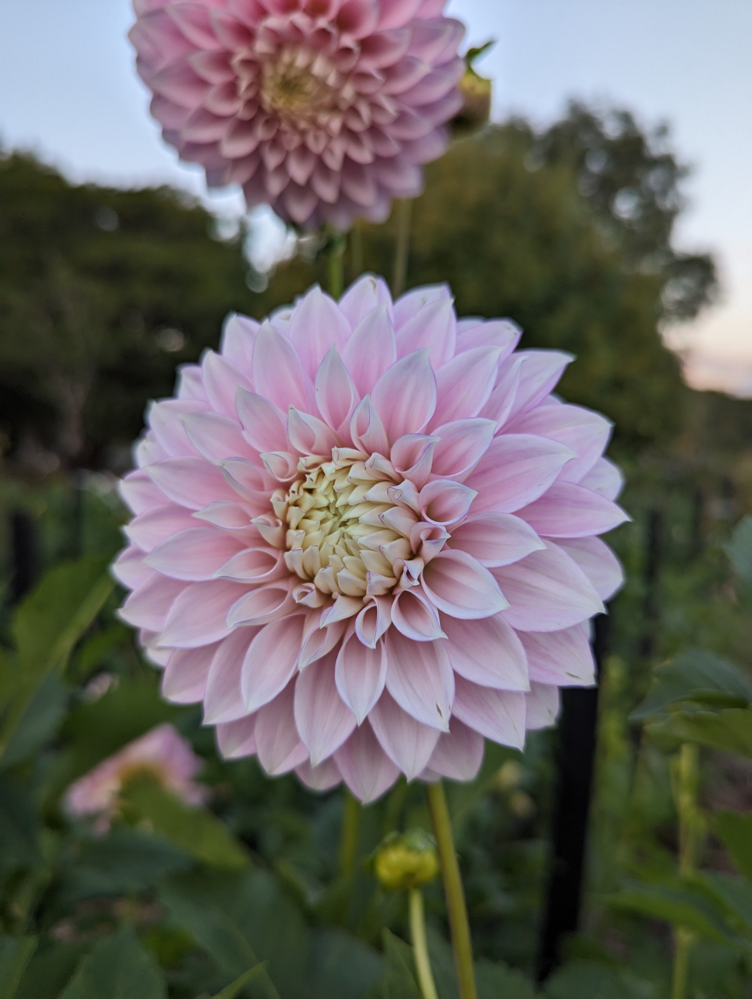 Devon Seattle Woodend Flower Farm