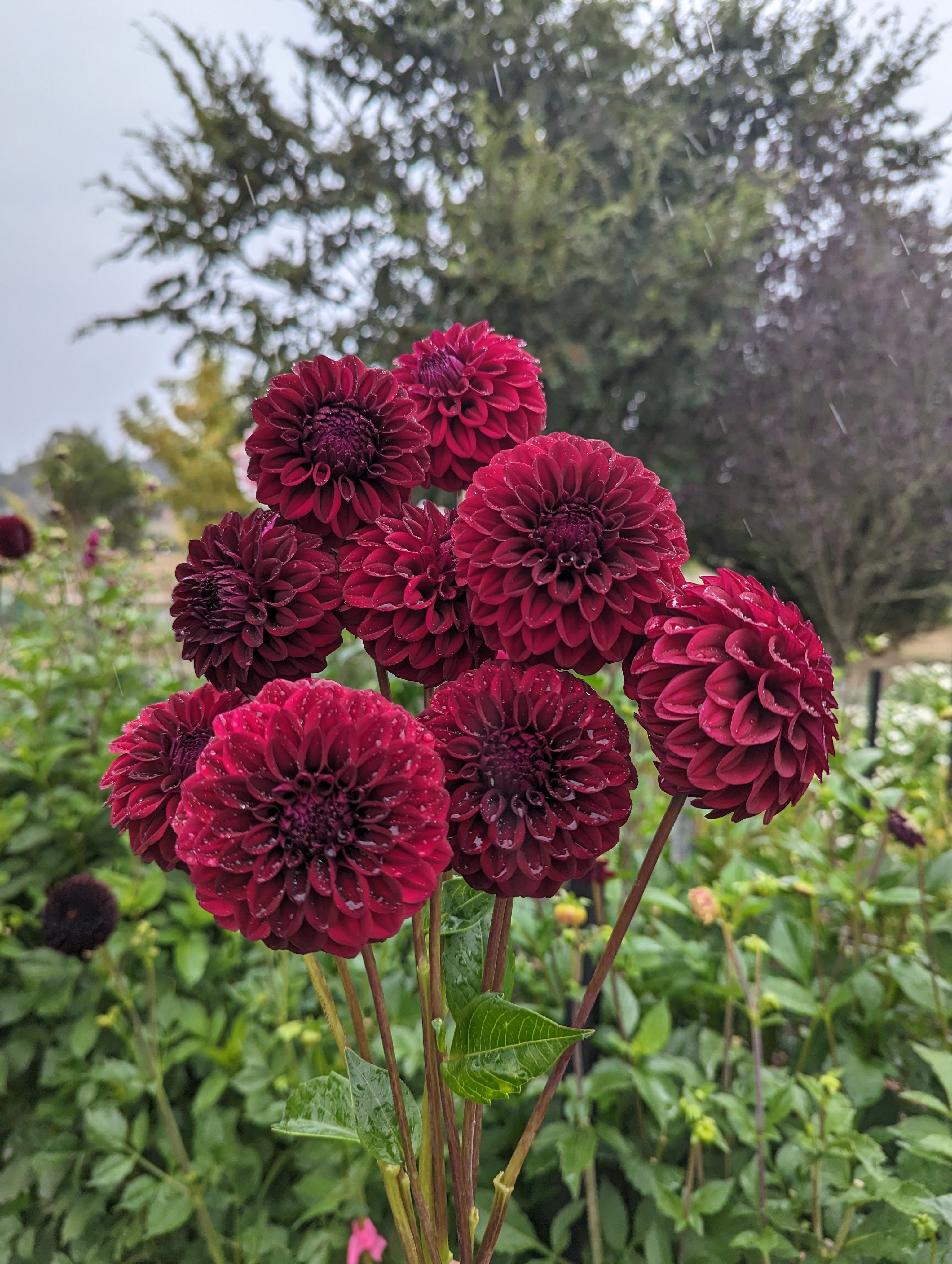 Florelie Bordeaux – Woodend Flower Farm